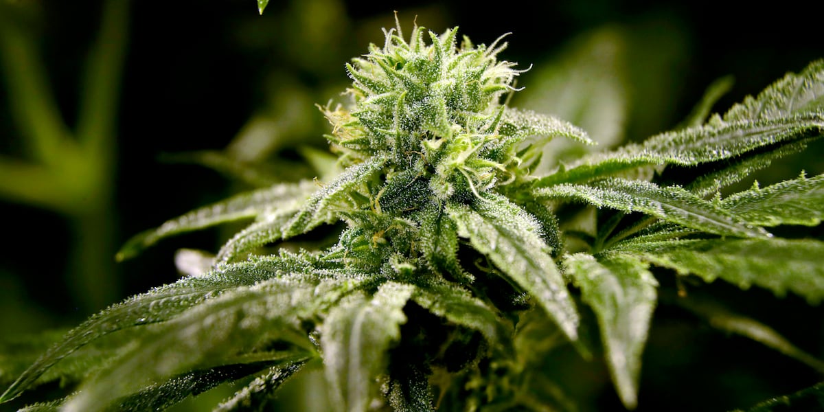 THC gummies recalled in Ohio for not being properly marked THC gummies recalled in Ohio for not being properly marked