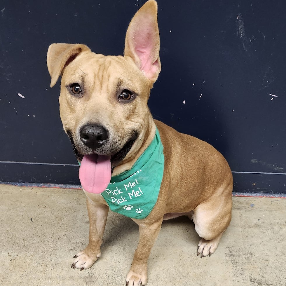 Adopt Danny from the Richland County Dog Warden and Adoption Center in Mansfield, Ohio