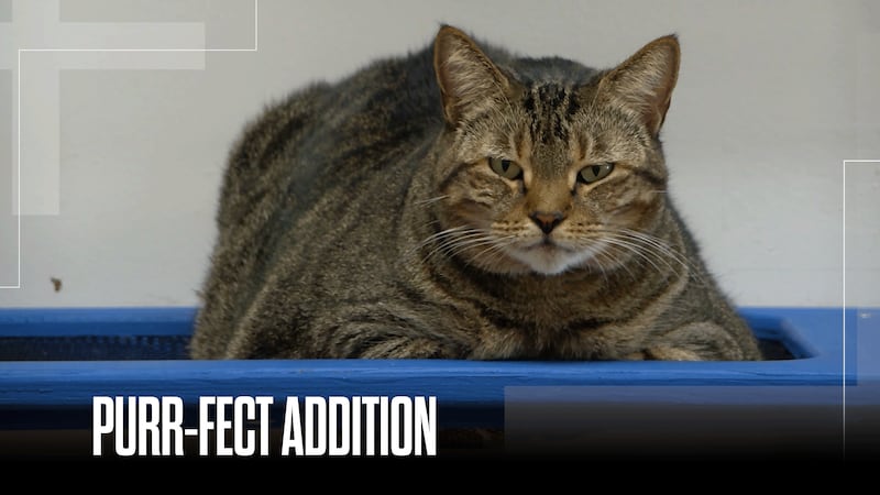 Custom outdoor cat enclosures becoming popular nationwide as pet spending reaches record highs