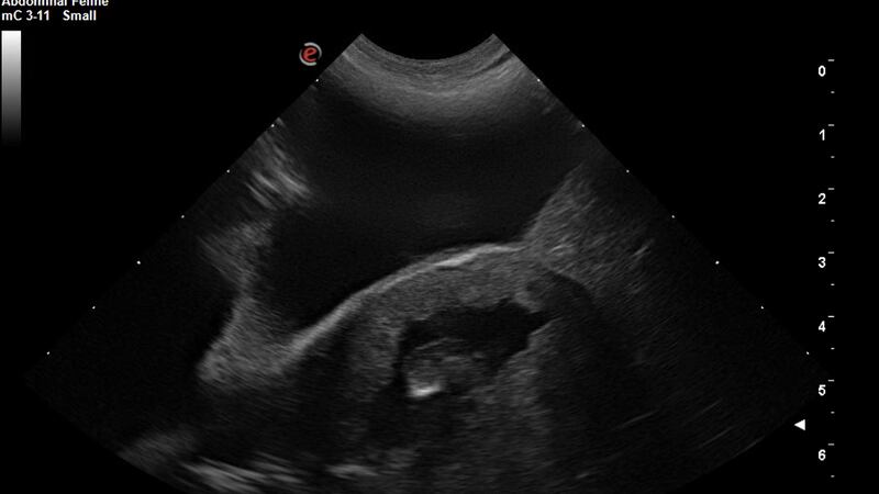 The Cincinnati Zoo is expecting a new baby animal.