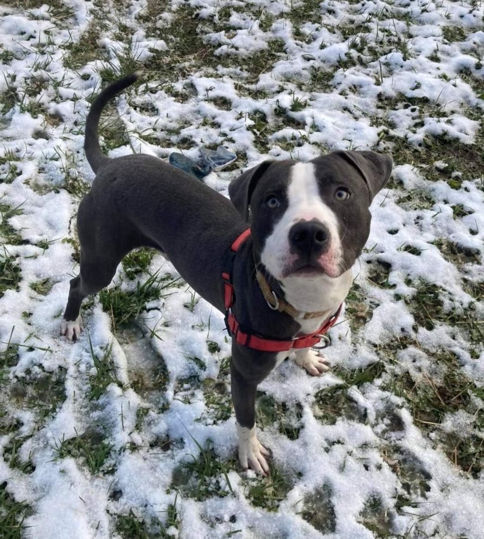 Adopt Riggs from the Healthy Hearts and Paws Project in Warren, Ohio