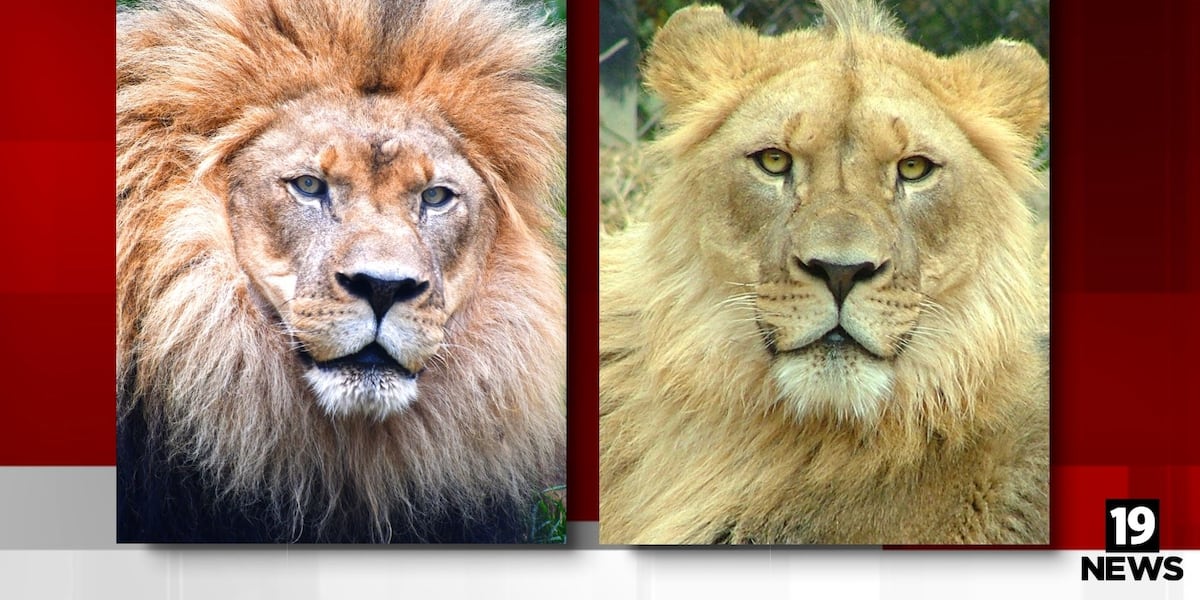 Akron Zoo lion passes away