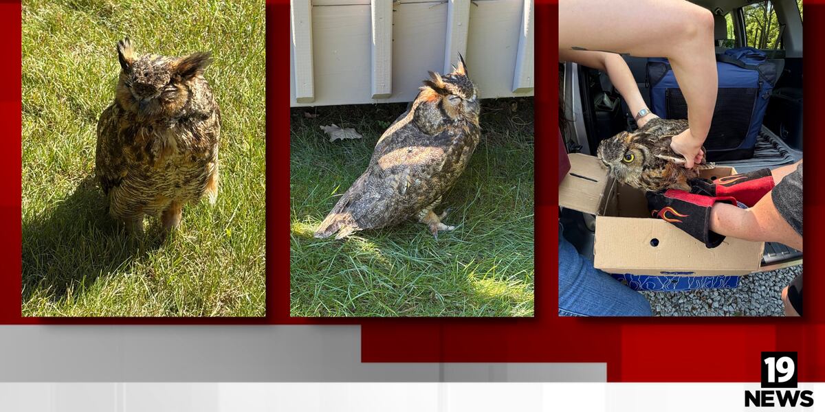 What a hoot!: Sagamore Hills police help rescue injured owl found in backyard