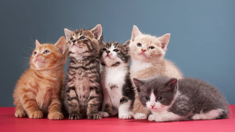 U.S. News & World Report published a list of the 100 most popular cat names in the country.