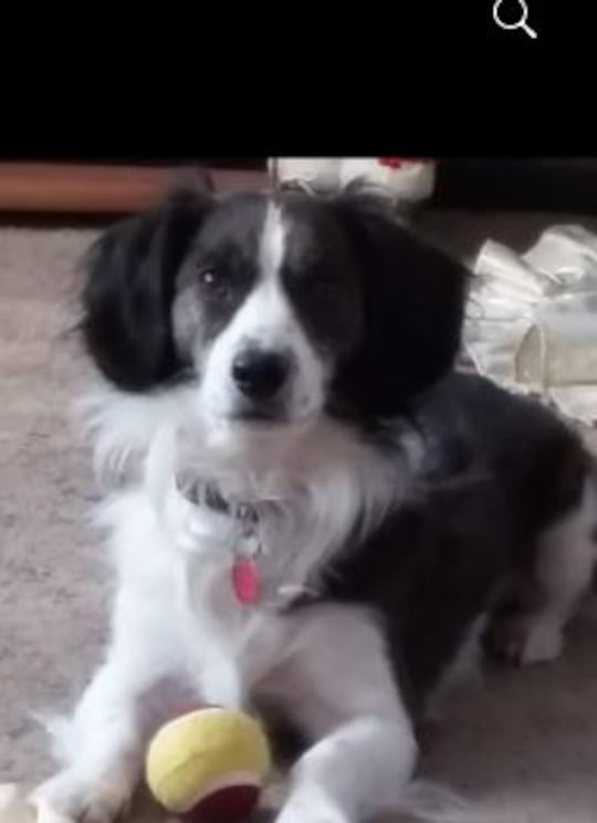 Sheila Wallace's dog