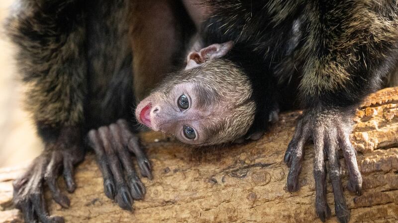 Monkey born at Cleveland Metroparks Zoo