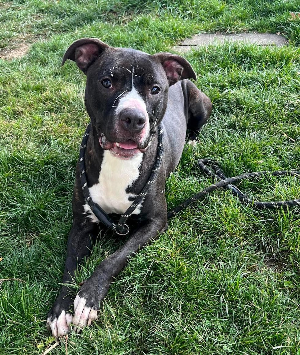 Adopt Marnie: Dog spends 2 years waiting to be adopted from Euclid shelter