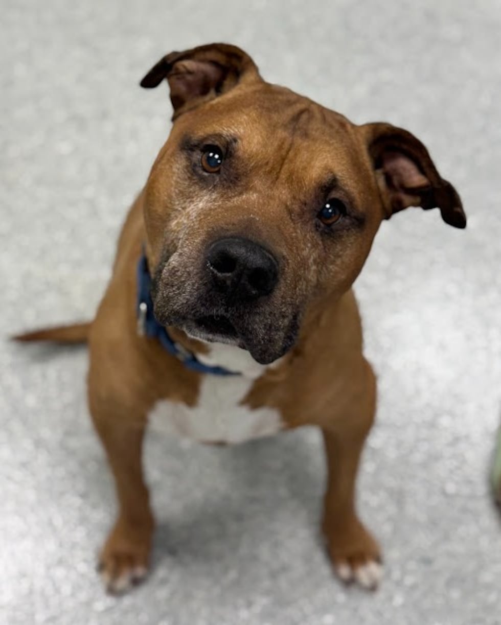 Adopt Gizmo from the Humane Society of Summit County in Akron, Ohio