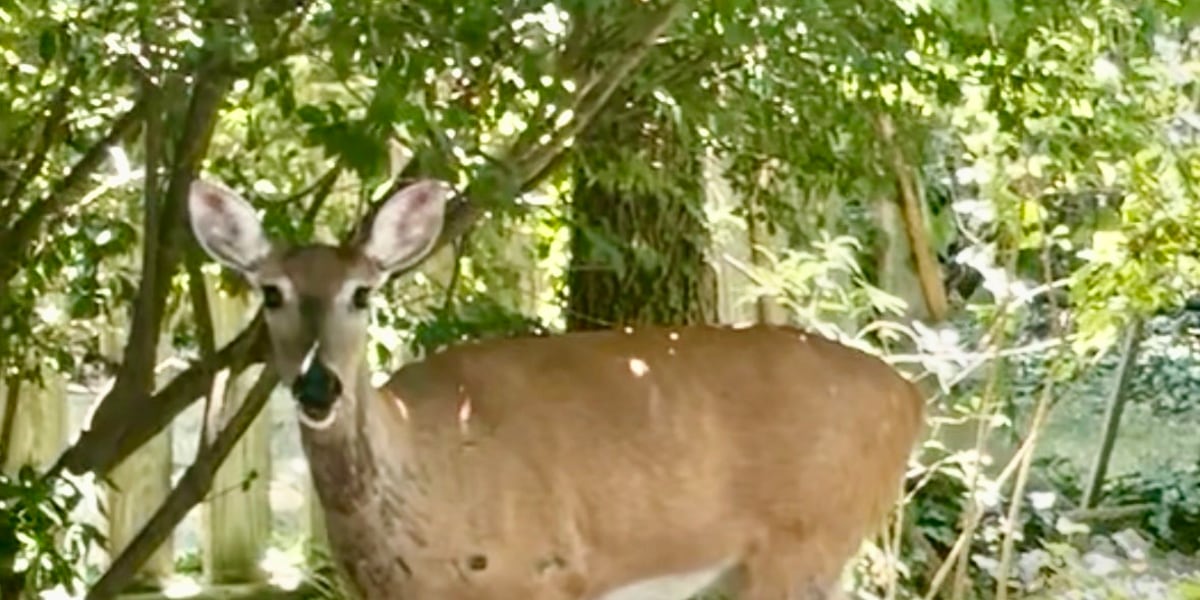 Cleveland Heights moving forward with plans to cull deer in the city