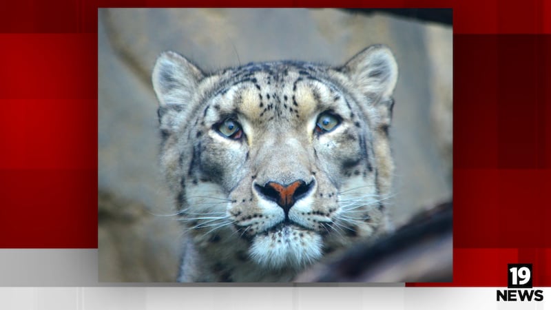 Akron Zoo mourns loss of elderly snow leopard Tai Lung