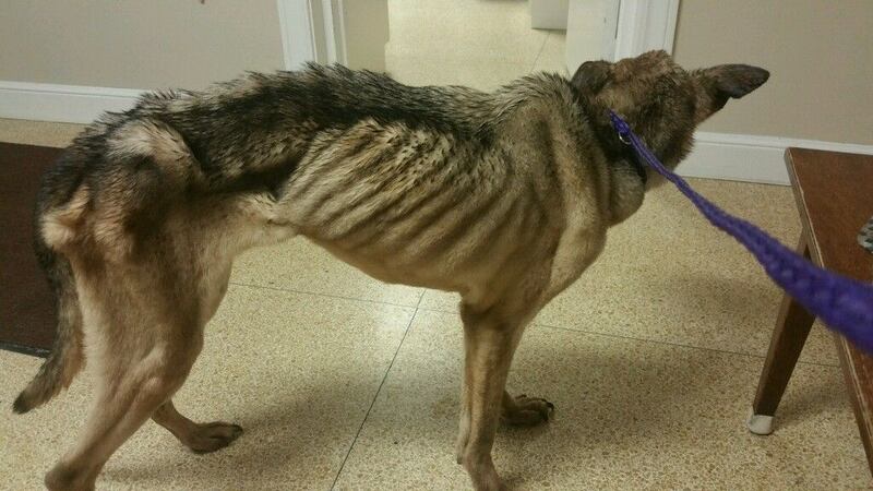 The Medina County SPCA looking for dog's owner