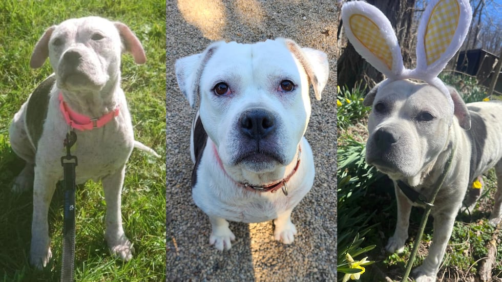 Adopt Emerald: Dog spends 5 years waiting in Northeast Ohio shelter