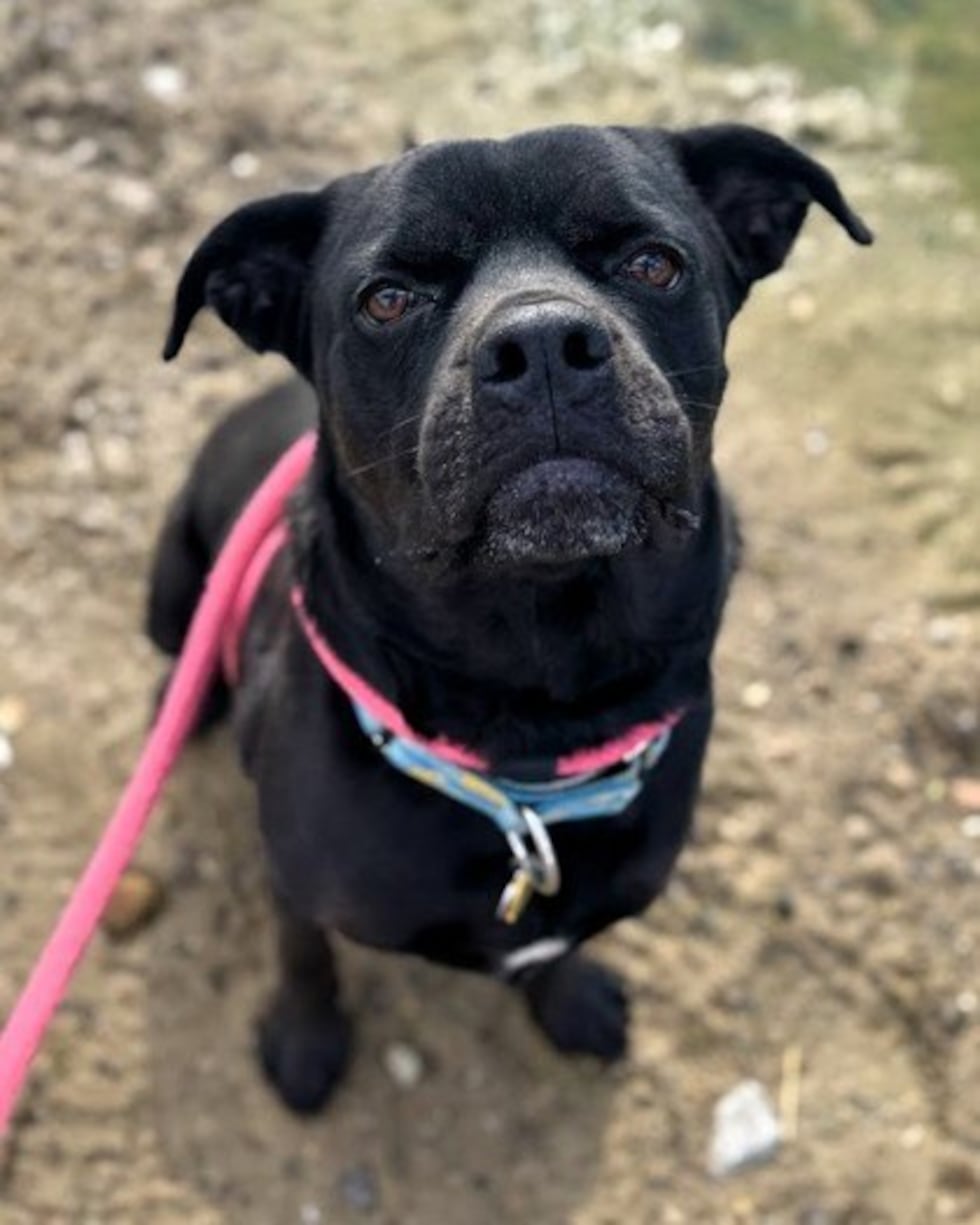 Adopt Mowgli from the Humane Society of Summit County in Akron, Ohio