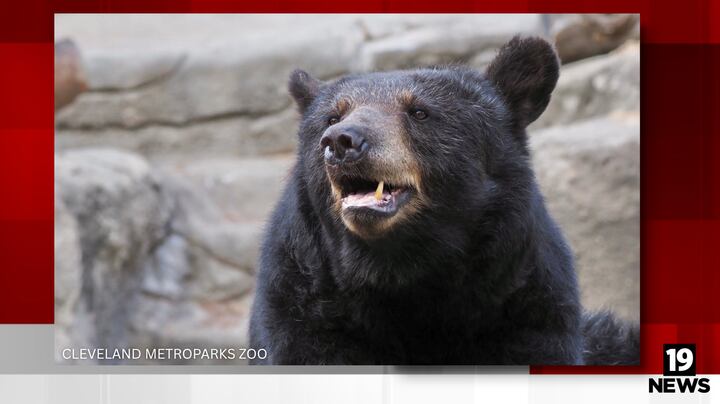 ‘Special part of our zoo’ Cleveland Metroparks Zoo mourns death of