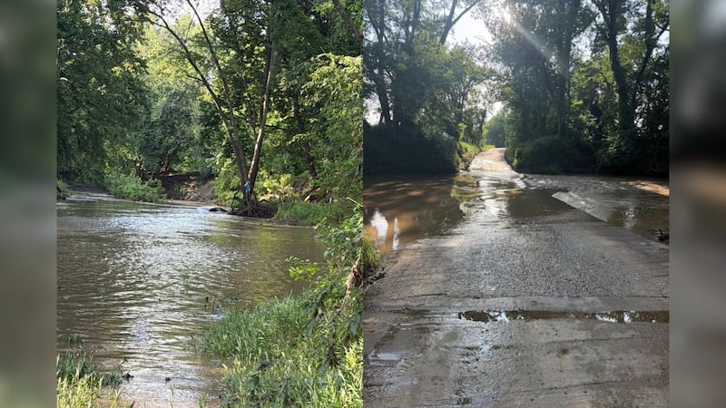 A driver and their dog were rescued after clinging to a tree after their car was swept away....