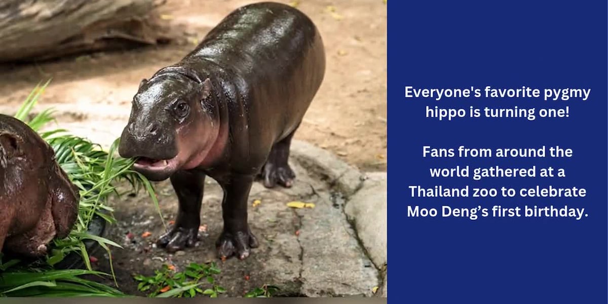 Thousands celebrate baby hippo Moo Deng’s first birthday at a Thailand zoo