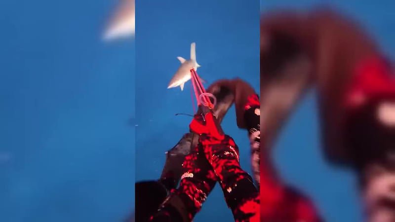GRAPHIC: Footage shows New Zealand diver Henry Gibbs being bitten on the leg by a grey reef...