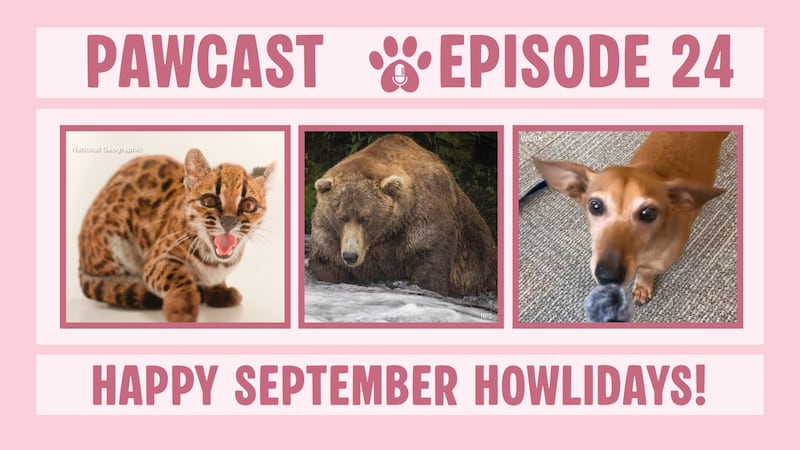 Pawcast, Episode 24: Happy September Howlidays!